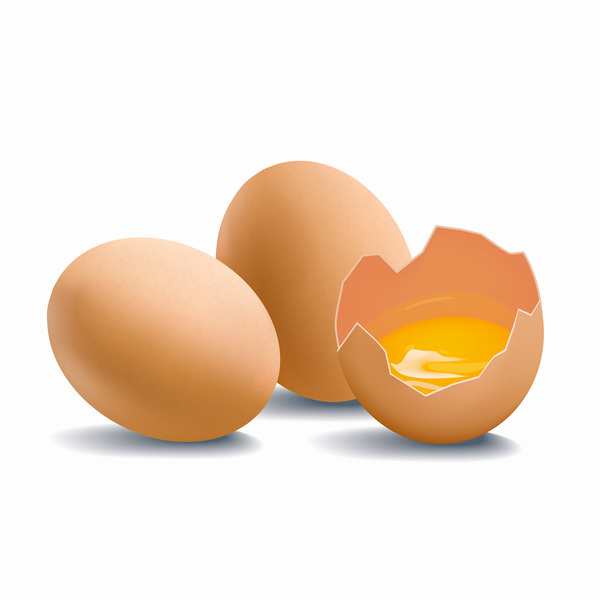 600x600 Cracked Shells With Eggs Vector Free Download