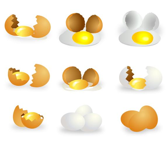 Broken Egg Vector Set 572x490 Broken Egg Vector Set