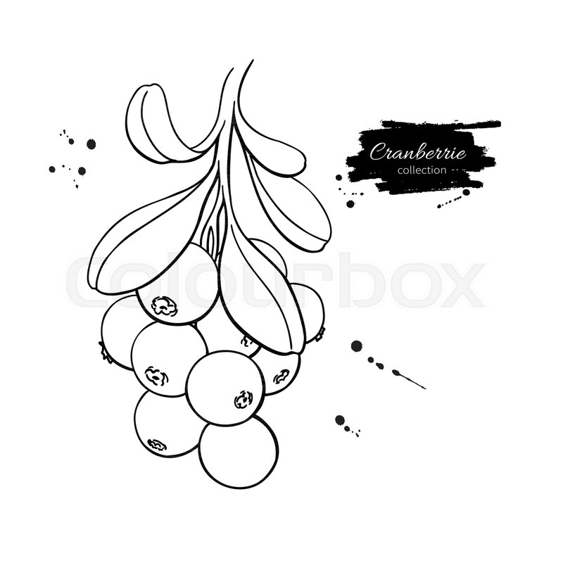 Cranberry Vector Drawing Isolated Stock Vector Colourbox 800x800 Cranberry Vector Drawing Isolated Stock Vector Colourbox