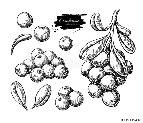 Cranberry Vector Drawing Isolated Berry Branch Sketch On White 500x428 Cranberry Vector Drawing Isolated Berry Branch Sketch On White