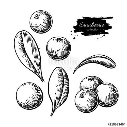Cranberry Vector Drawing Isolated Berry Heap Sketch On White Ba 500x500 Cranberry Vector Drawing Isolated Berry Heap Sketch On White Ba