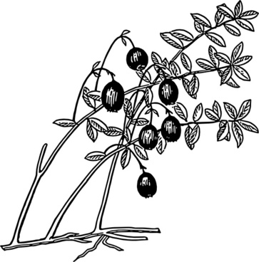 Cranberry Vector Free Vector Download 363x368 Cranberry Vector Free Vector Download