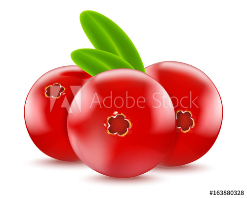 Cranberry Vector Realistic Illustration For Your Design 500x400 Cranberry Vector Realistic Illustration For Your Design