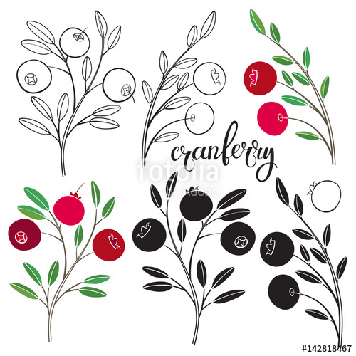 Cranberry Vector Hand Drawn Illustration On A White Background 500x500 Cranberry Vector Hand Drawn Illustration On A White Background