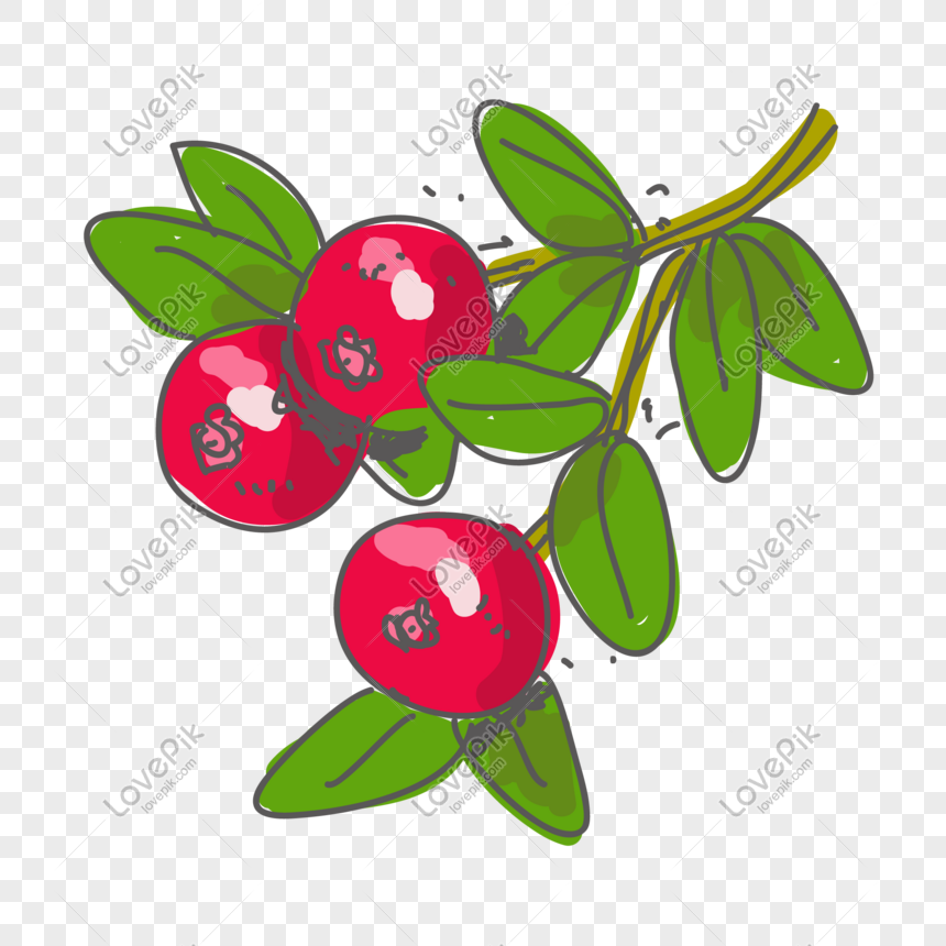 Doodle Cranberry Vector Picture Png Image Picture Free Download 860x860 Doodle Cranberry Vector Picture Png Image Picture Free Download