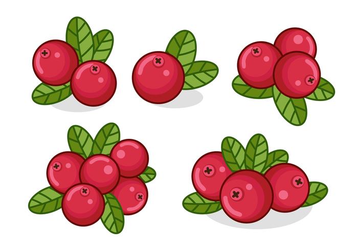 Red Cranberries With Leaves 700x490 Red Cranberries With Leaves