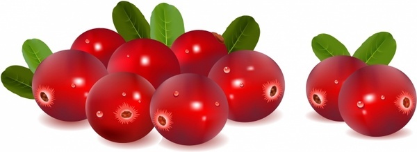 Vector Cranberry For Free Download 600x220 Vector Cranberry For Free Download