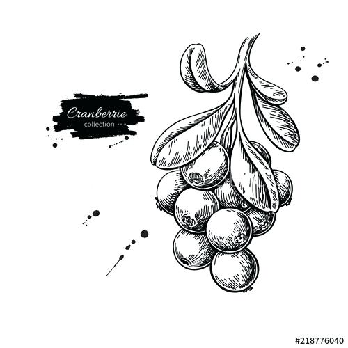 Cranberry Drawing 500x500 Cranberry Drawing