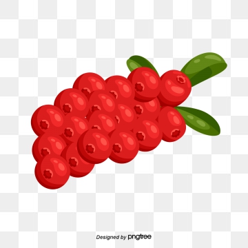 Cranberry Vector, Free Download Cranberries, Cranberry Fruit 360x360 Cranberry Vector, Free Download Cranberries, Cranberry Fruit