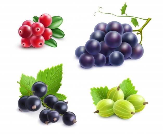 Cranberry Vectors, Photos And Free Download 626x512 Cranberry Vectors, Photos And Free Download