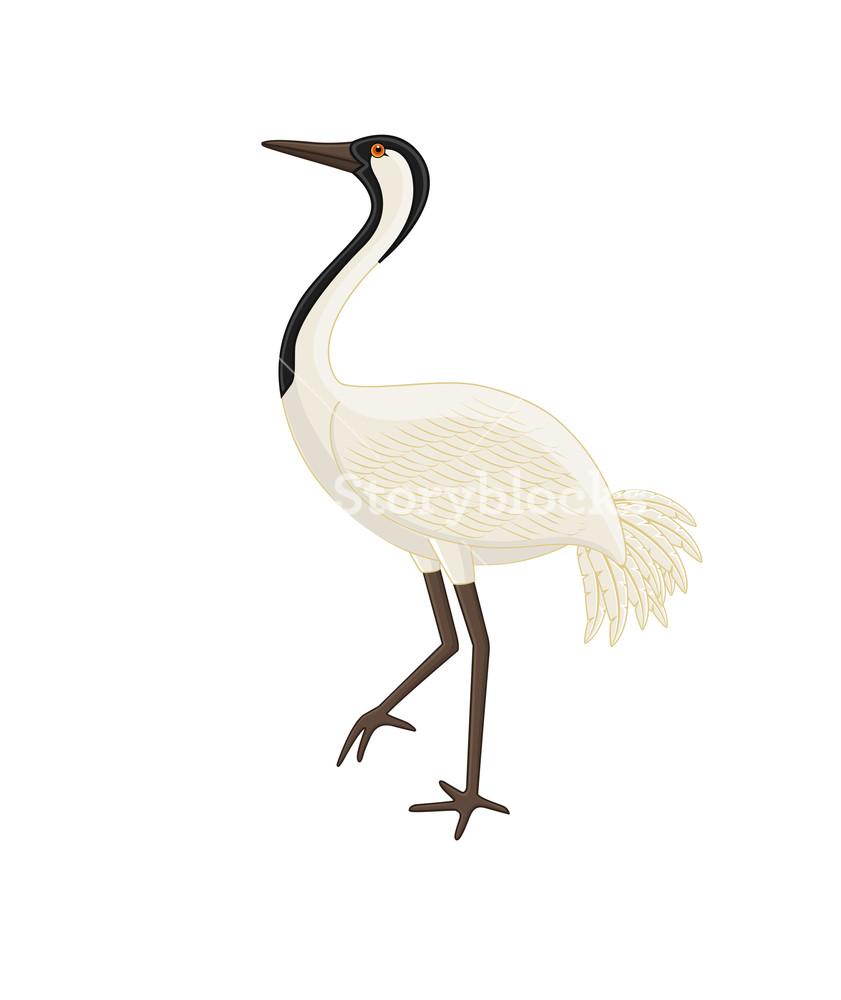 Japanese Grateful Crane Bird Vector Illustration Royalty Free 841x1000 Japanese Grateful Crane Bird Vector Illustration Royalty Free