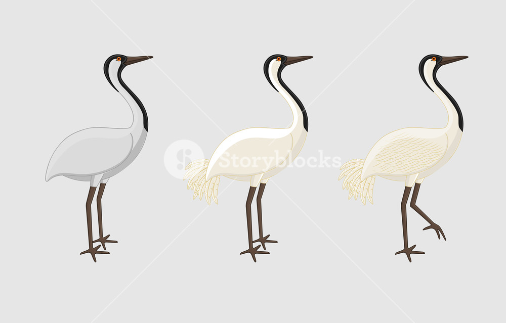 Lucky Crane Birds Vector Illustration Royalty Free Stock Image 1000x639 Lucky Crane Birds Vector Illustration Royalty Free Stock Image