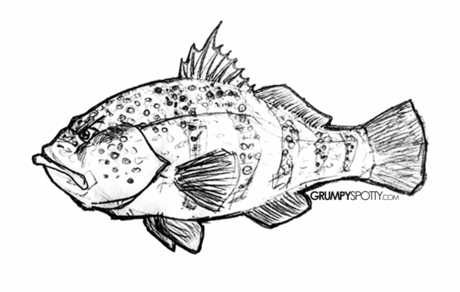 920x584 Crappie Vector Largemouth Bass Outline