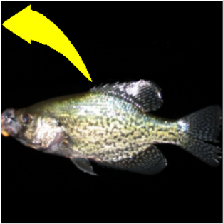 313x314 Crappie Vector