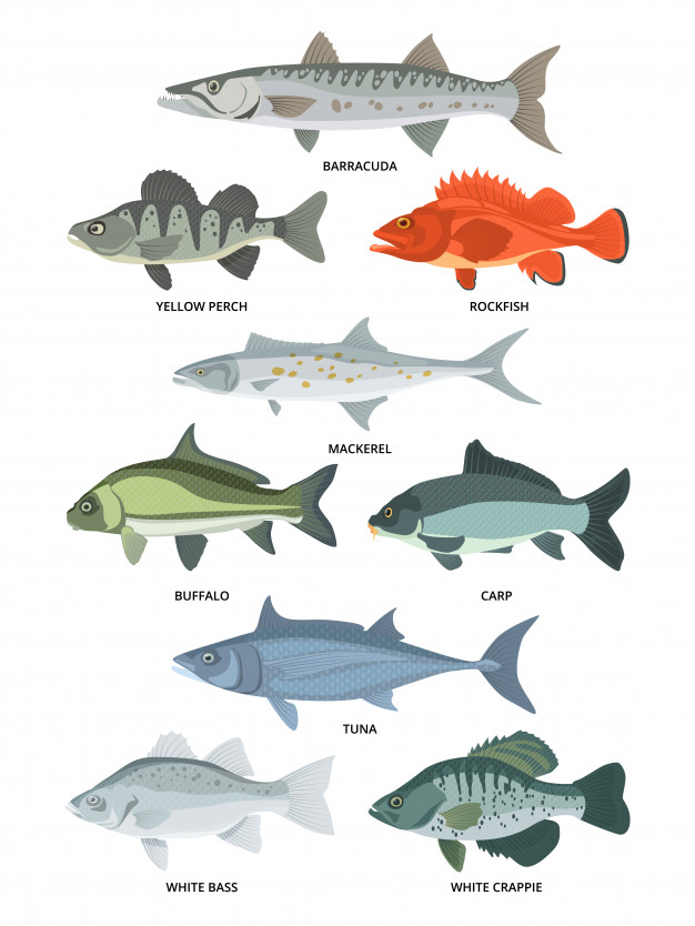 626x834 Crappie Vectors, Photos And Free Download