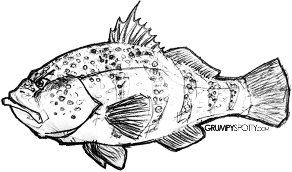 1010x598 Hd Crappie Vector Largemouth Bass Outline