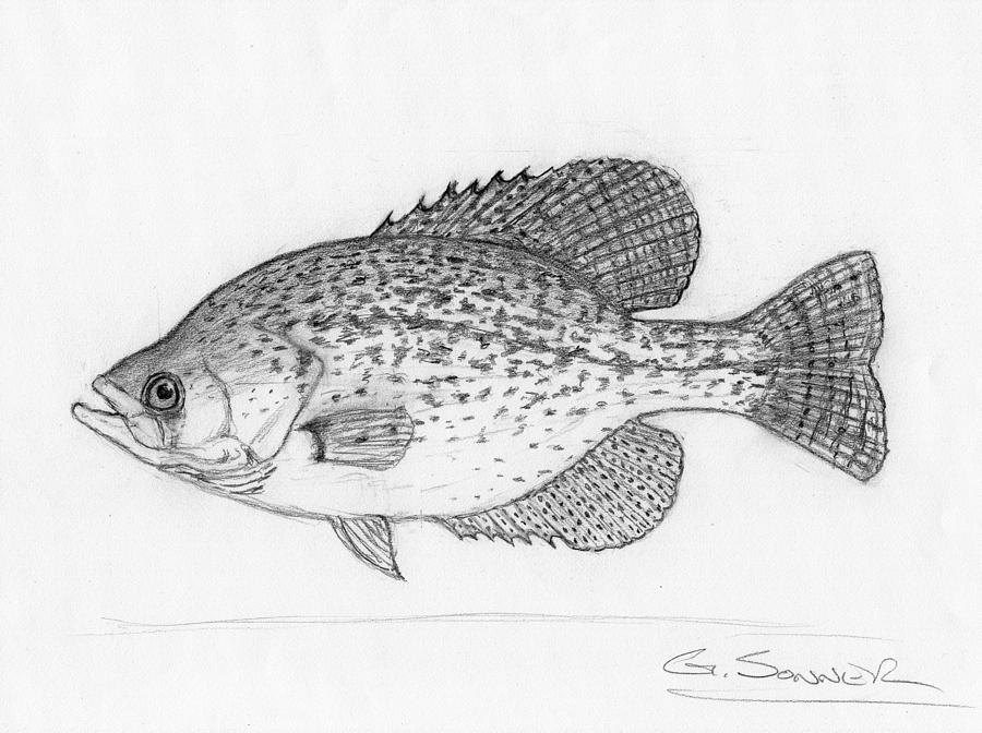 900x672 Collection Of 'crappie Drawing' Download More Than Images