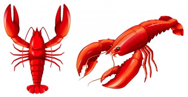 Crayfish Vectors, Photos And Free Download 626x323 Crayfish Vectors, Photos And Free Download