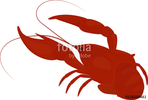 Boiled Red Crayfish, Crawfish Stock Image And Royalty Free Vector 500x338 Boiled Red Crayfish, Crawfish Stock Image And Royalty Free Vector