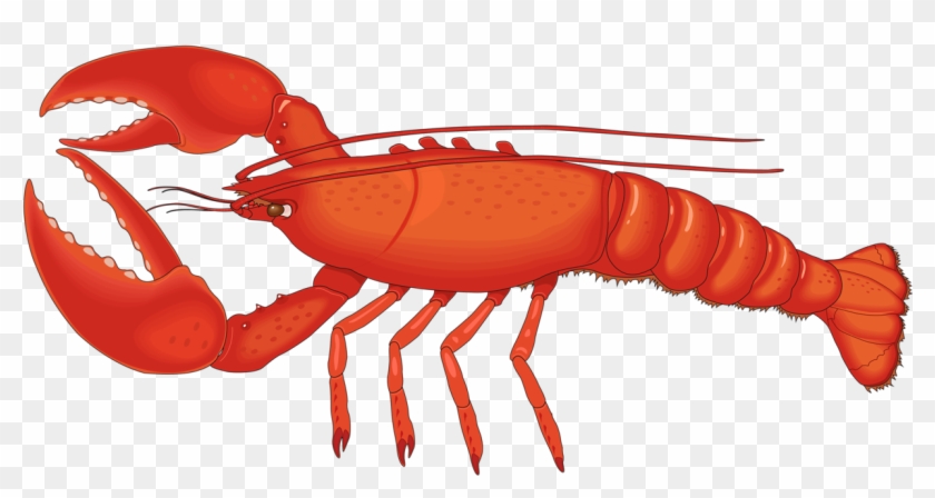 840x448 Crawfish Vector Spiny Lobster