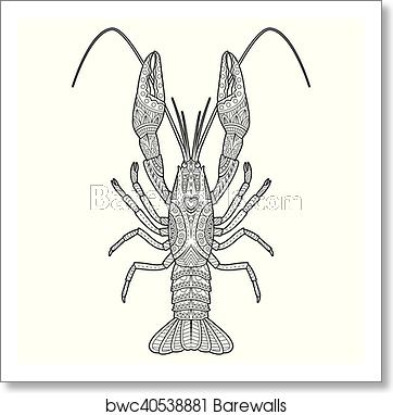 362x382 Vector Hand Drawn Crawfish Drawing For Coloring Book, Art Print