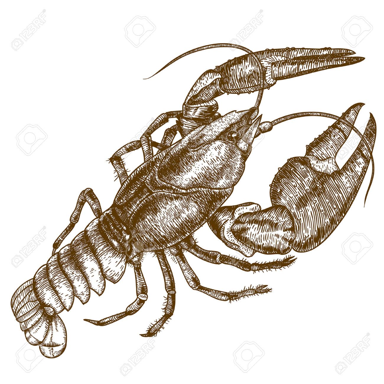 1300x1300 Crawfish Stock Illustrations, Cliparts And Royalty Free Crawfish