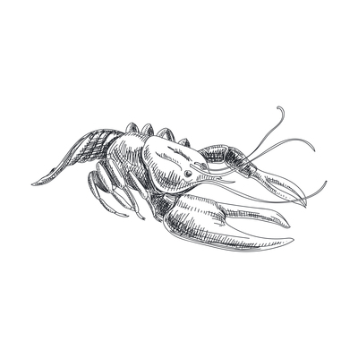 400x400 Crayfish On Curated Vector Illustrations, Stock Royalty Free
