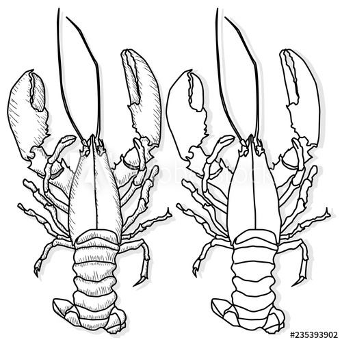 500x500 Crayfish Vector Illustration On A White Background Monochrome