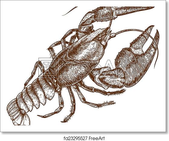 560x470 Free Art Print Of Illustration Of One Crayfish Vector Antique