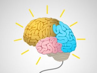 310x233 Colorful Brain Vector Free Vectors Ui Download