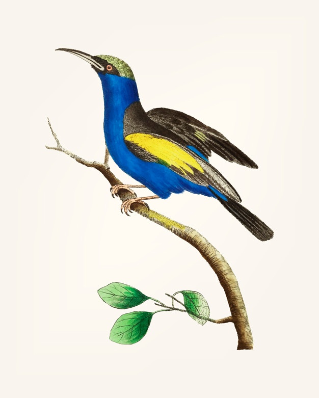 626x781 Creeper Vectors, Photos And Free Download