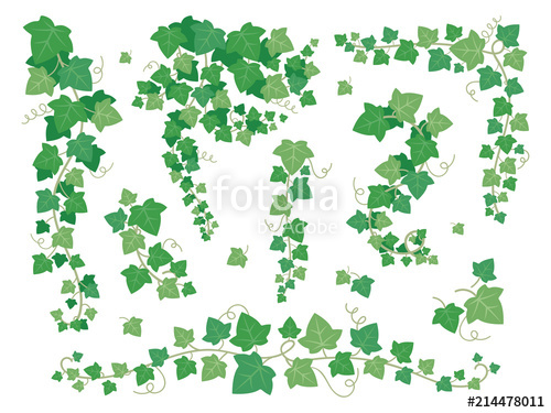 500x375 Ivy Green Leaves Hanging Creeper Plant Branches Grape Leaf