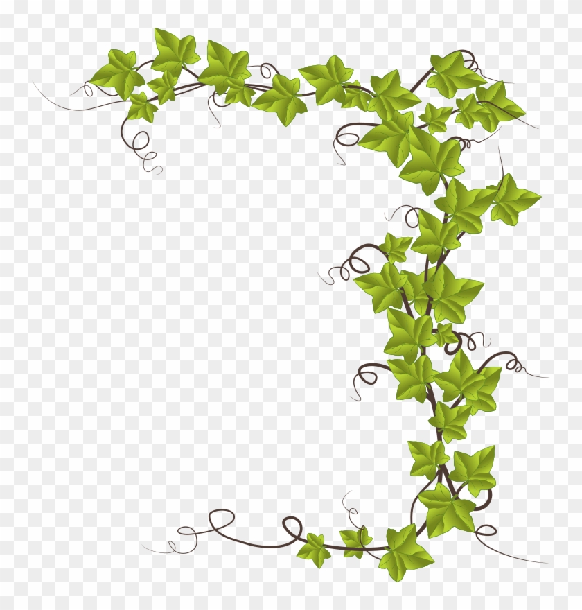 840x880 Creeper Plant Vector Png