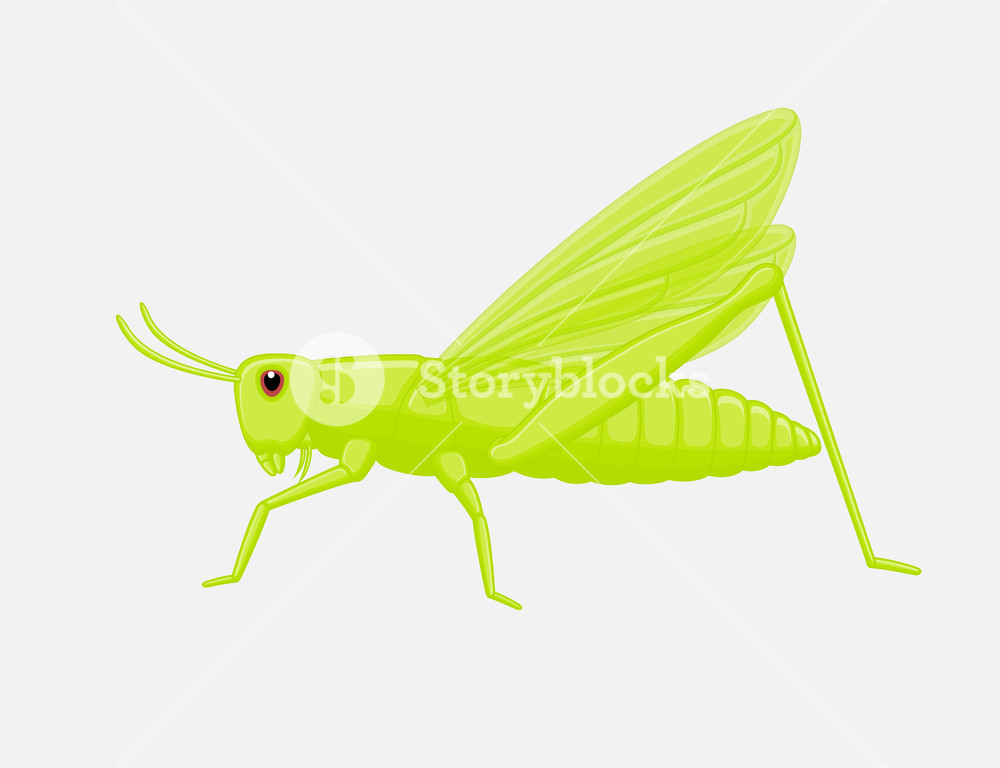 1000x768 Bushcricket Insect Vector Illustration Royalty Free Stock Image