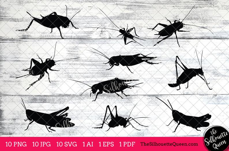 794x524 Cricket Insect Cricket Bug Monogram Cricket Etsy