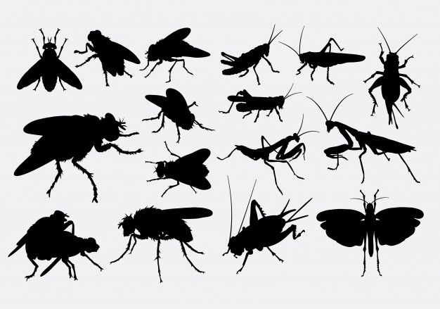 626x439 Fly Cricket And Grasshopper Silhouette Vector Premium Download
