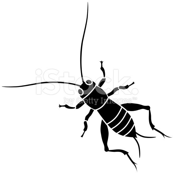 556x556 A Vector Illustration Of A Cricket Insect In Black And White