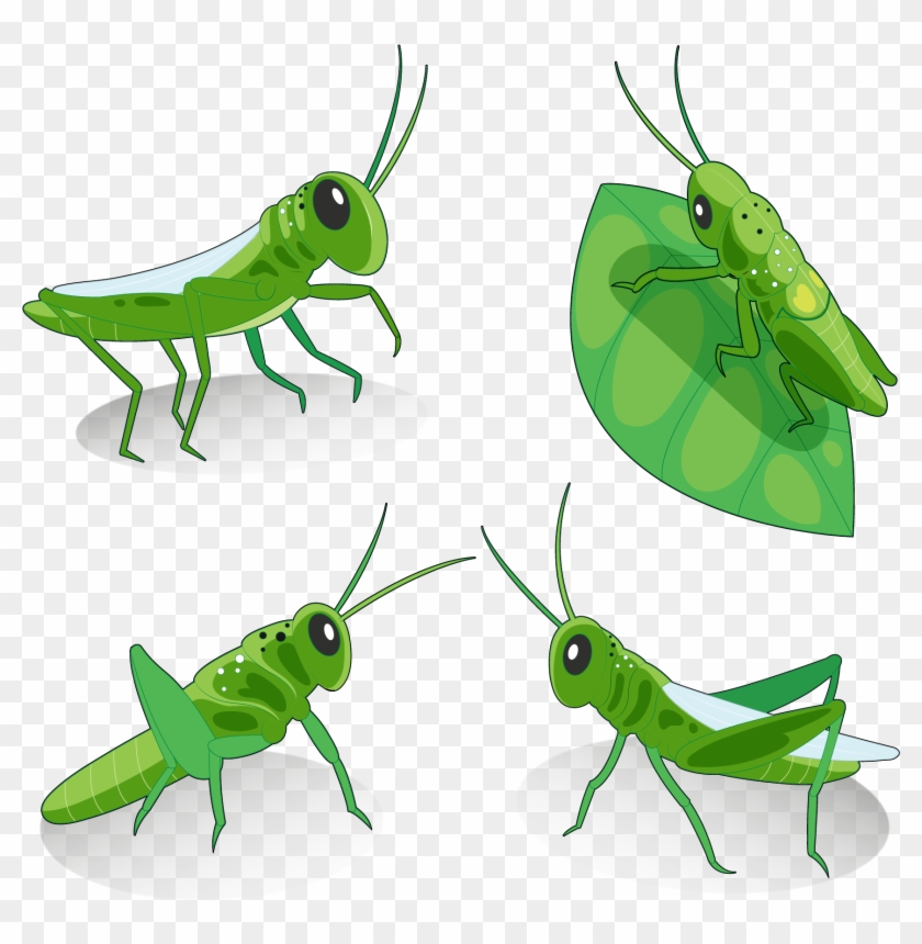 840x860 Grasshopper Locust Euclidean Vector Insect