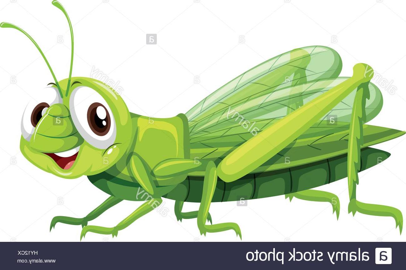 1300x863 Hd Green Cricket Insect Vector Cdr Free Vector Art, Images