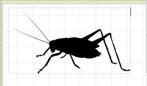 293x172 Vector Cricket Insect