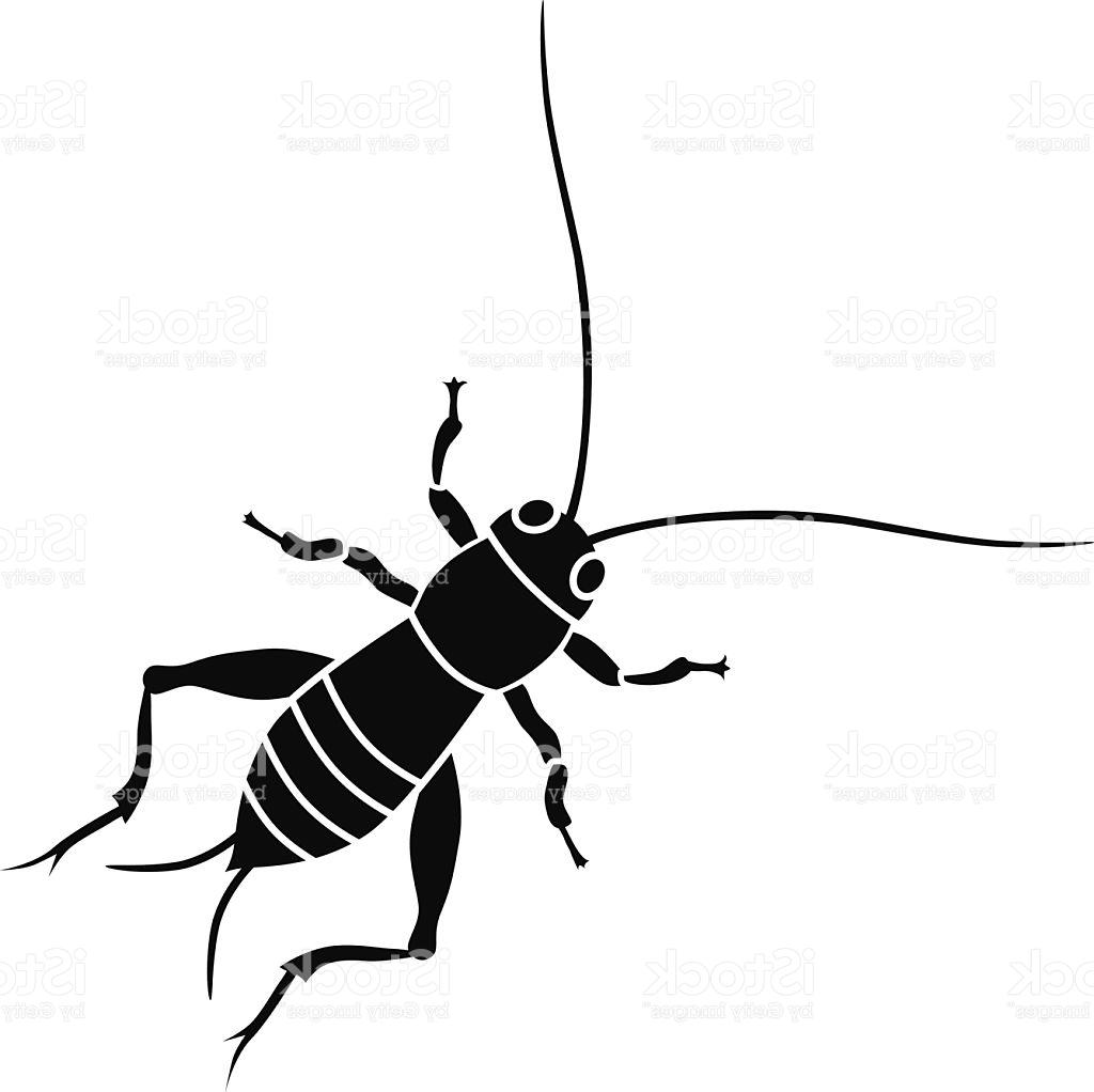 1024x1022 Best Large Cricket Insect Vector Image Free Vector Art, Images