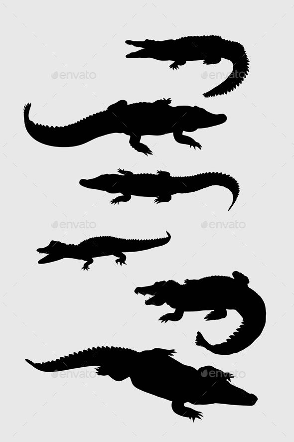 Crocodile Silhouettes 590x887 Crocodile Silhouettes