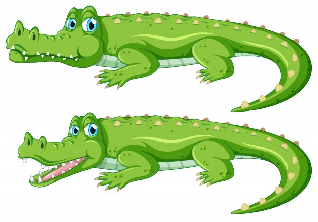 Crocodile Vectors, Photos And Free Download 626x438 Crocodile Vectors, Photos And Free Download