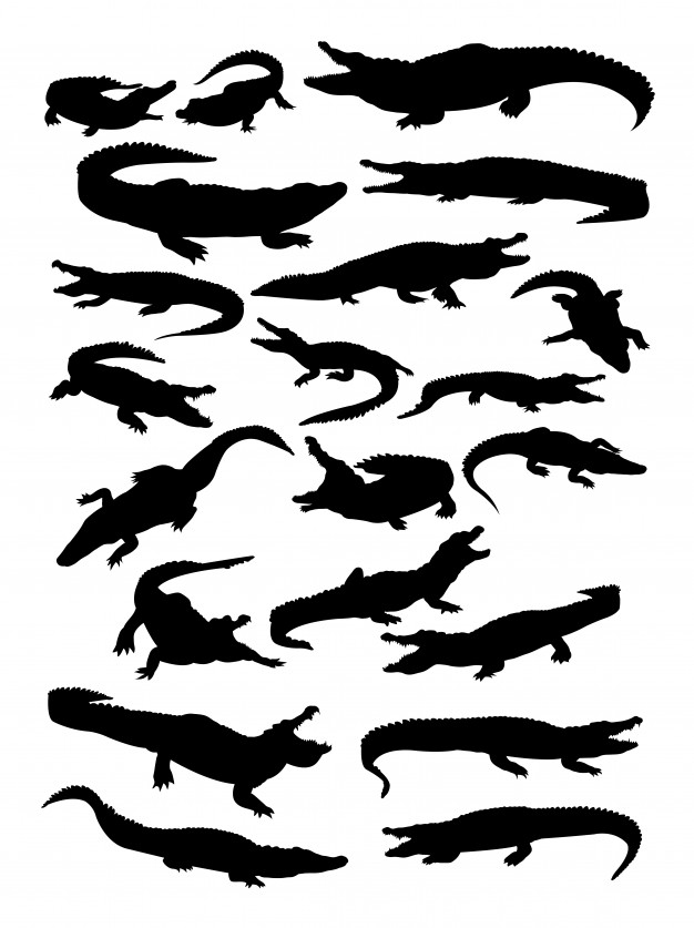 Crocodile Silhouette Vector Premium Download 626x837 Crocodile Silhouette Vector Premium Download