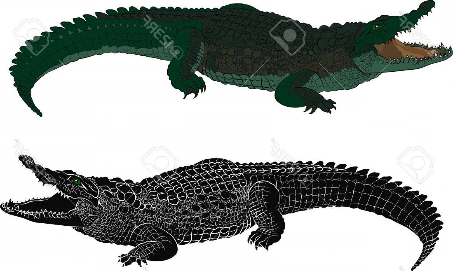 Photostock Vector Crocodile Color And Black Silhouette Vector 1560x933 Photostock Vector Crocodile Color And Black Silhouette Vector
