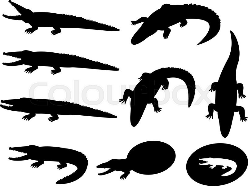 Set Of Crocodile Silhouettes On White, Stock Vector Colourbox 800x600 Set Of Crocodile Silhouettes On White, Stock Vector Colourbox