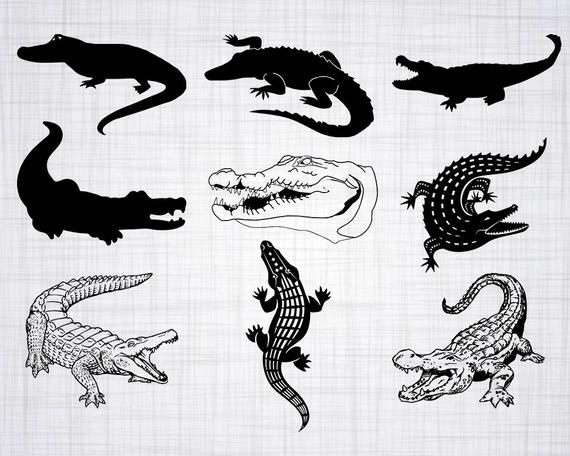 Crocodile Bundle Alligator Alligator Clipart Cut Etsy 570x456 Crocodile Bundle Alligator Alligator Clipart Cut Etsy