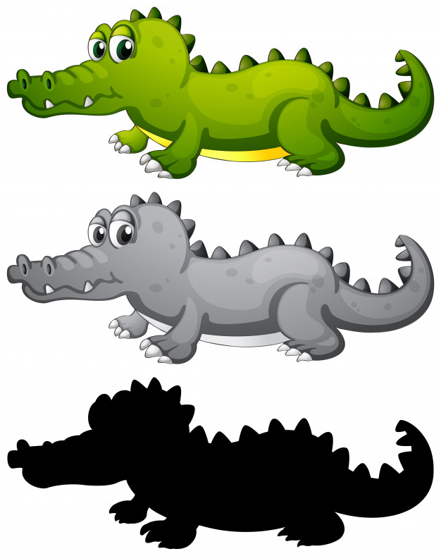 Crocodile Vectors, Photos And Free Download 626x789 Crocodile Vectors, Photos And Free Download
