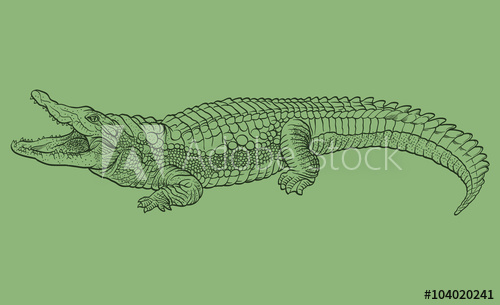 Hand Drawn Crocodile Vector Illustration 500x305 Hand Drawn Crocodile Vector Illustration