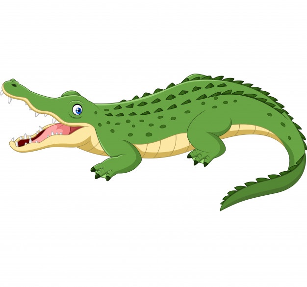 Cartoon Crocodile Isolated On White Background Vector Premium 626x585 Cartoon Crocodile Isolated On White Background Vector Premium